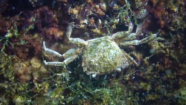 臂骨六齿小螃蟹隐藏贻贝黑色的海